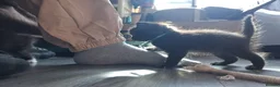 Norwegian Forest Cat cats for sale: Beautiful Norwegian Forest kittens - Advert 5