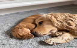 Cocker Spaniel dogs for sale: Working KC Registered Cocker Spaniel Puppies - Image 10