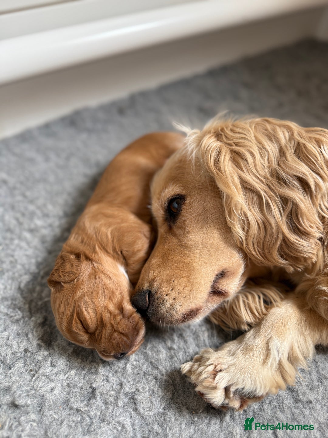 Cocker Spaniel dogs for sale: Working KC Registered Cocker Spaniel Puppies - Image 10