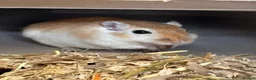 Gerbil rodents for sale: Male Gerbils, cage and accessories! - Advert 2