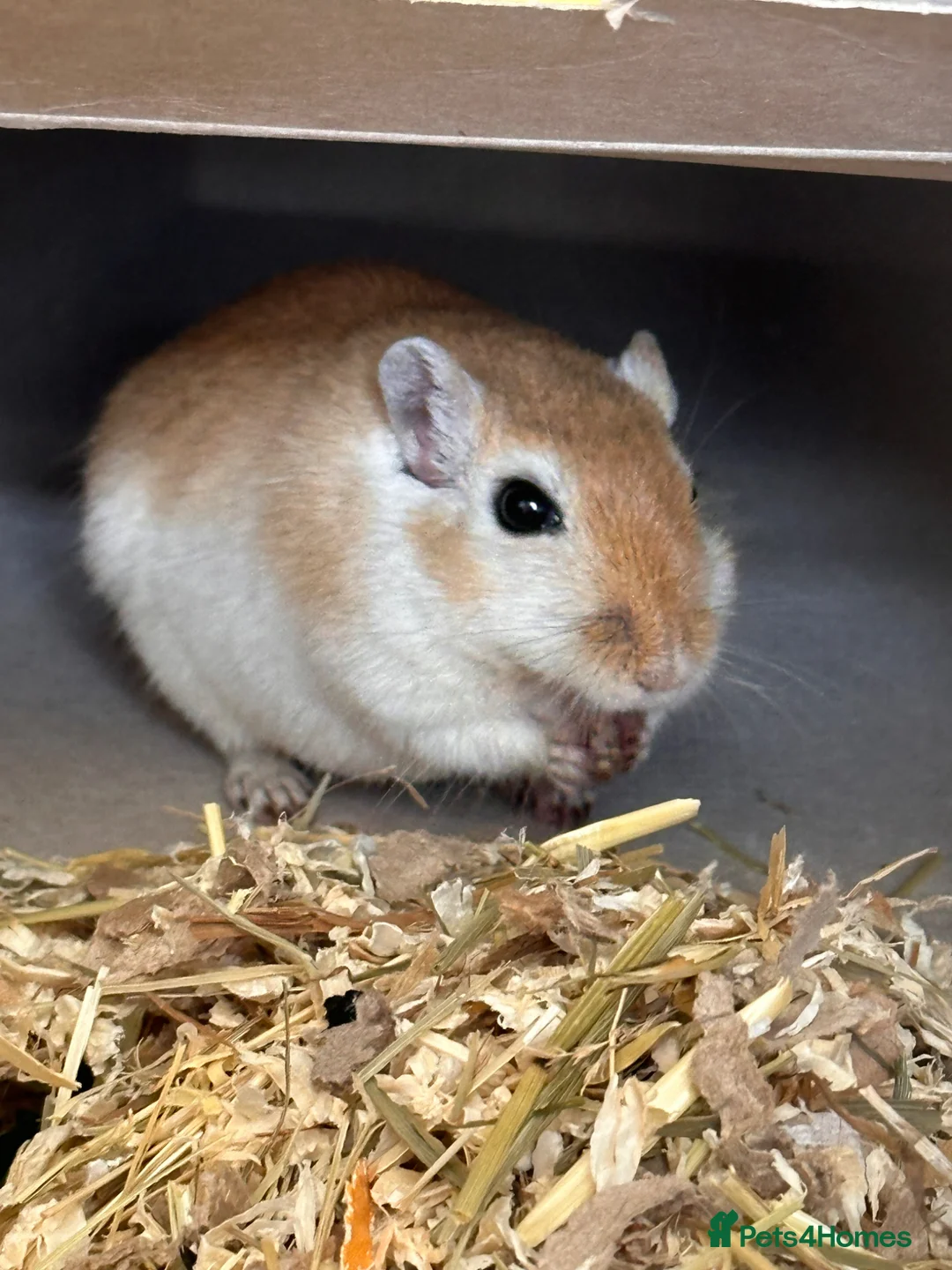 Gerbil rodents for sale: Male Gerbils, cage and accessories! - Advert 2
