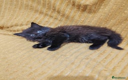 Mixed Breed cats for sale: Half Maine Coon kittens VIDEOS - Image 13