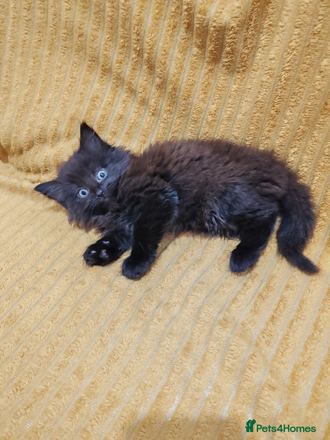 Mixed Breed cats for sale: Half Maine Coon kittens VIDEOS - Image 13