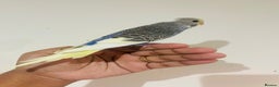 Budgerigars birds for sale: Hand reared budgies for sale  - Advert 18