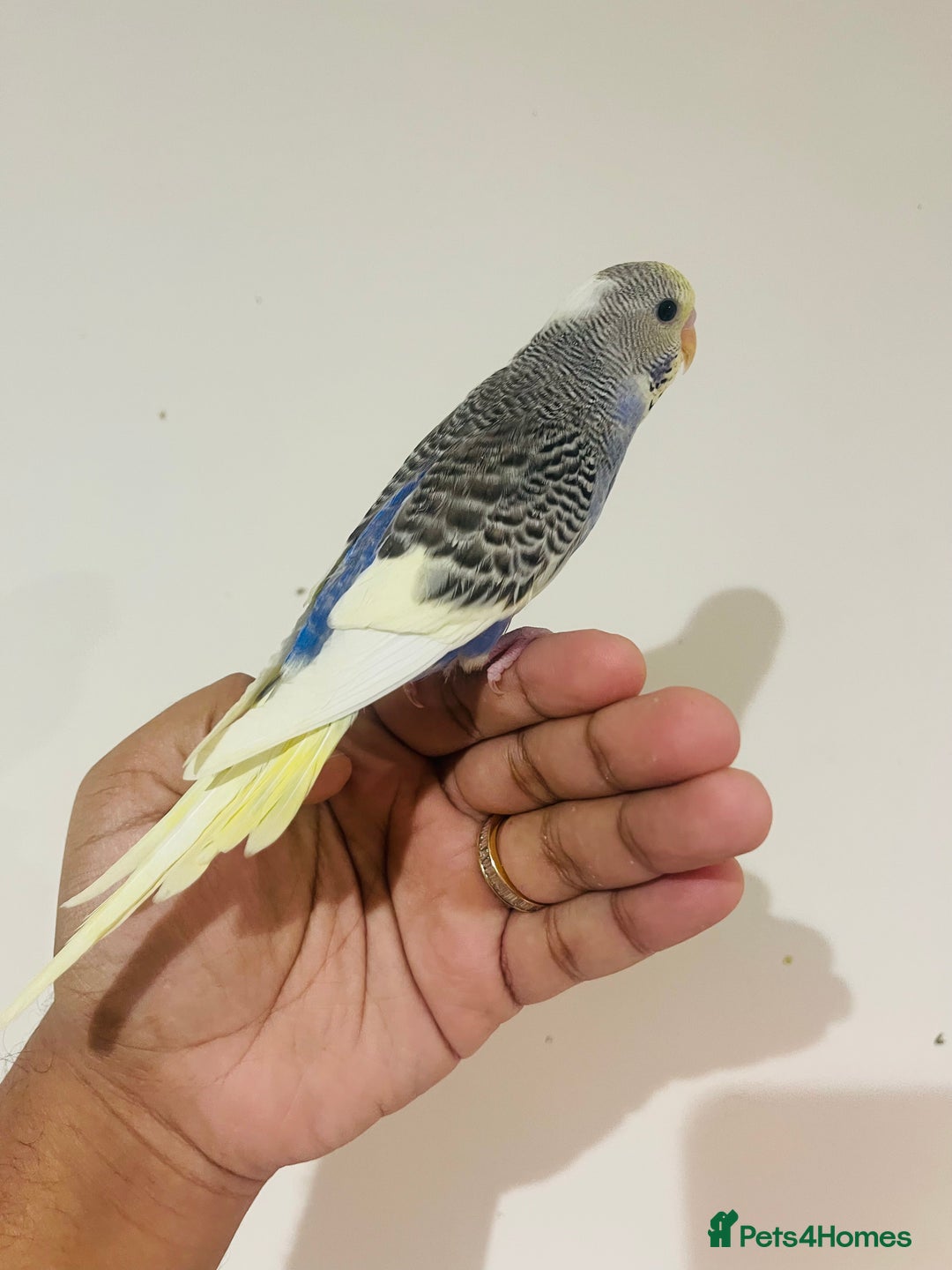 Budgerigars birds for sale: Hand reared budgies for sale  - Advert 18