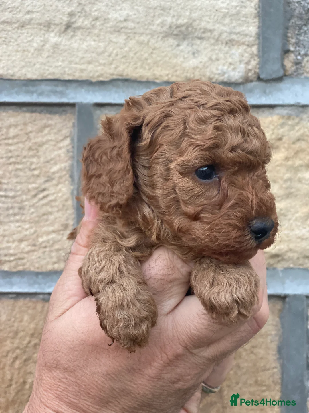 Toy Poodle dogs for sale: Only 2 boys left! Dark Red Toy Poodles  - Advert 2