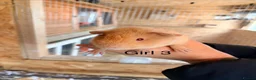Guinea Pig rodents for sale: 10 week old baby Guinea pigs boys and girls  - Advert 8
