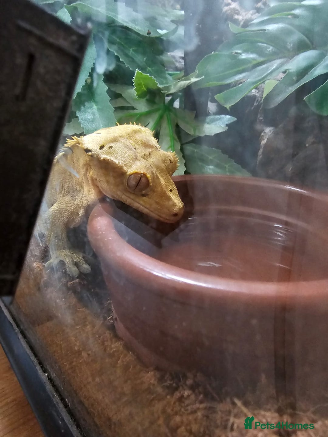 Gecko reptiles for sale: Crested Gecko  - Advert 5