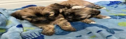 Lhasa Apso dogs for sale: Lhasa apso puppies for sale 🐶🐶🐶 - Advert 13