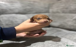 Miniature Dachshund dogs for sale: Beautiful Miniature Dachshund Puppies - Image 15