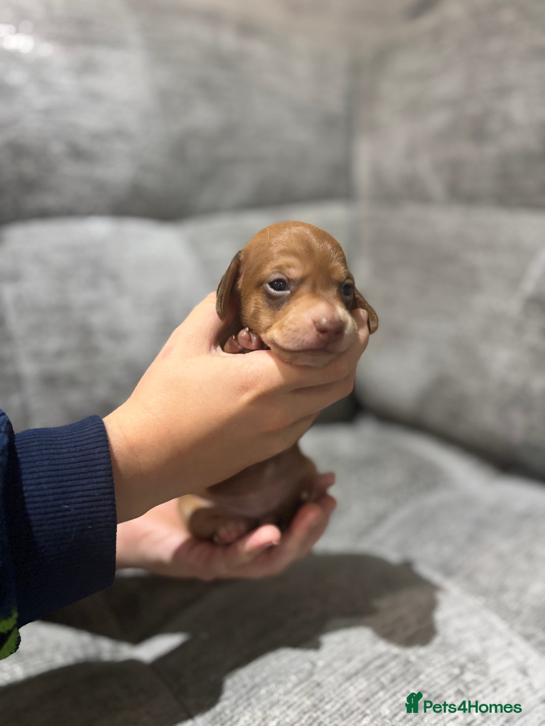 Miniature Dachshund dogs for sale: Beautiful Miniature Dachshund Puppies - Image 15