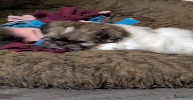 Shih Tzu dogs - Advert 13