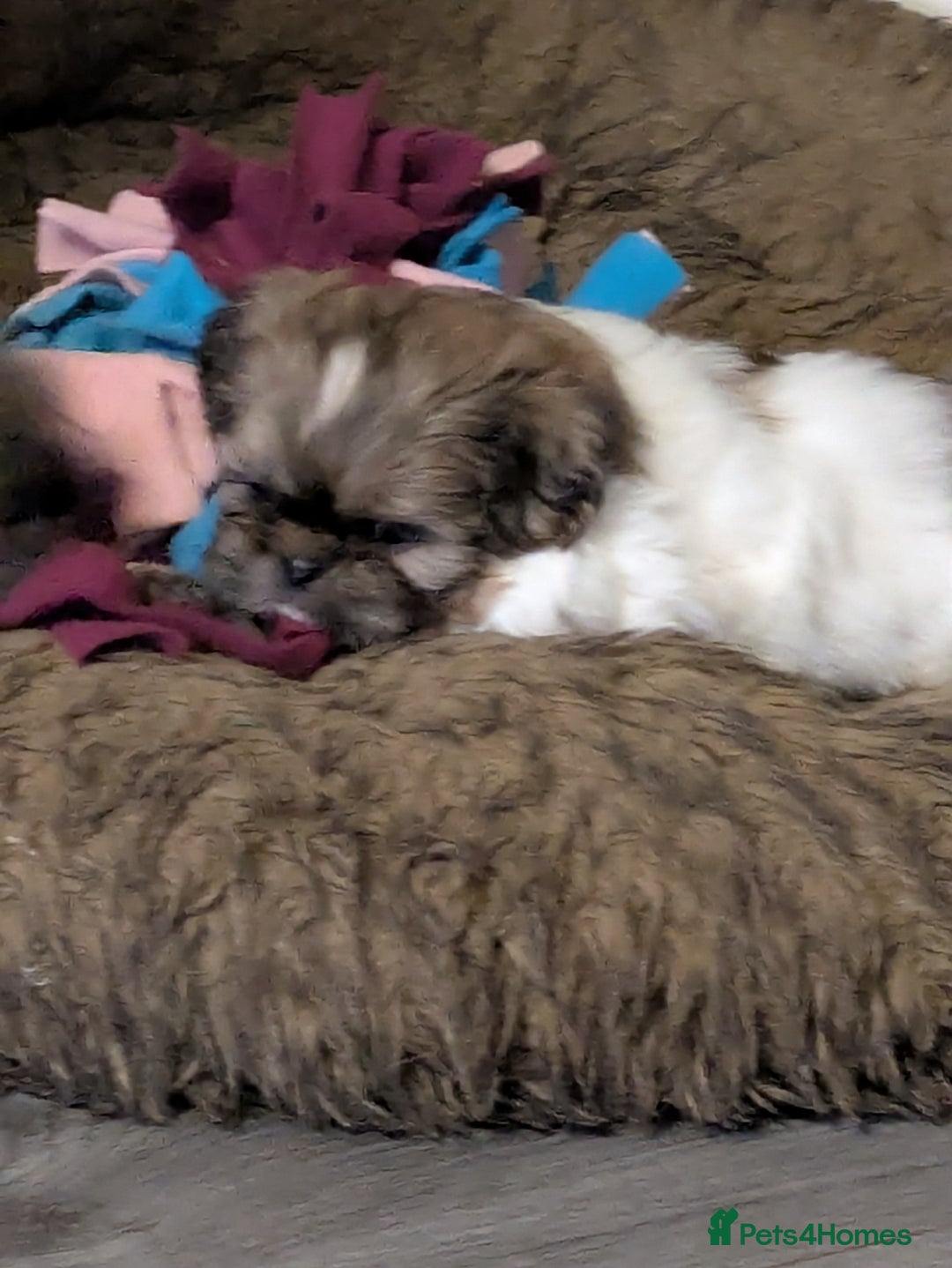 Shih Tzu dogs for sale: Stunning Shih Tzu boy - Image 3
