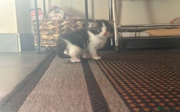 Scottish Fold cats for sale: Scottish Fold Kittens - Image 24