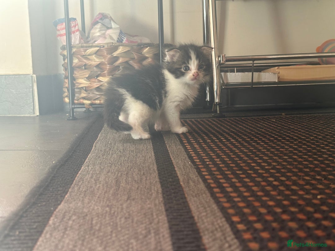 Scottish Fold cats for sale: Scottish Fold Kittens - Image 24