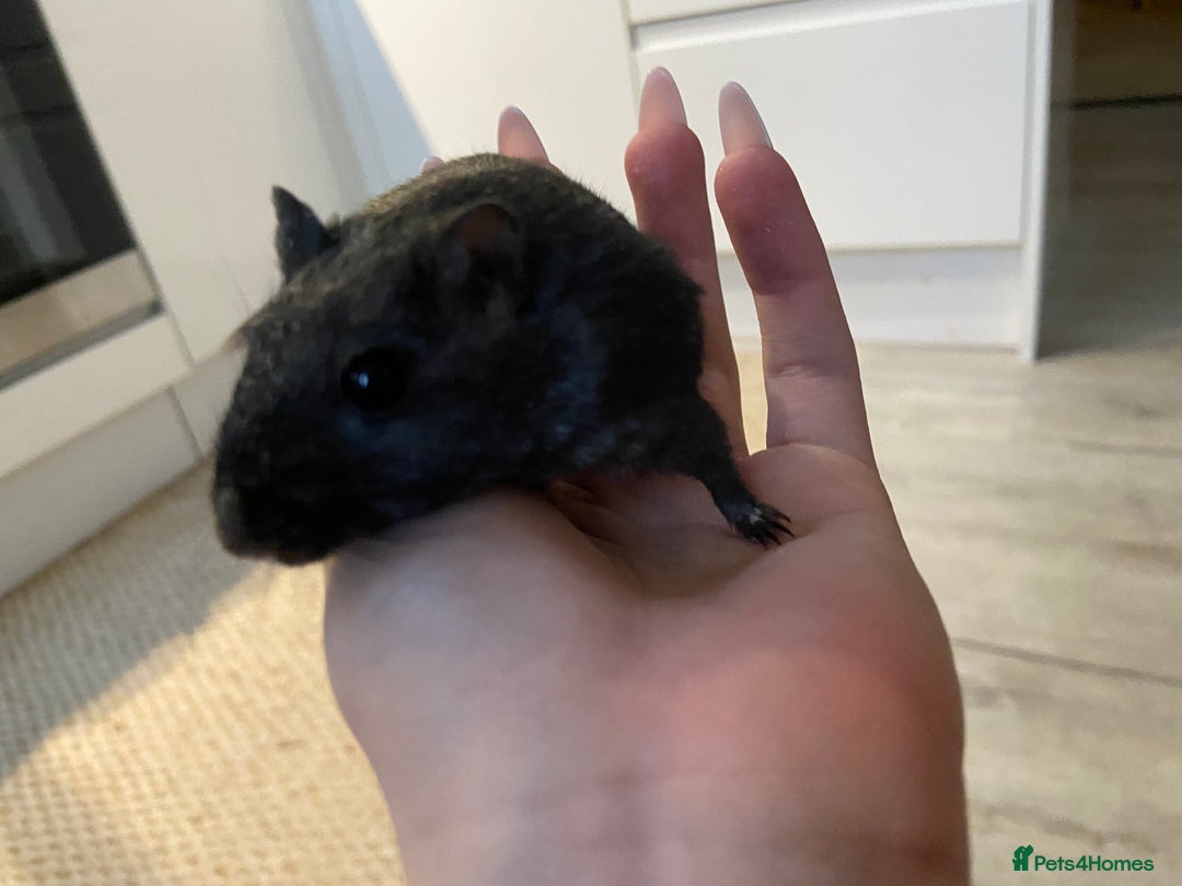 Gerbil rodents for sale: Female Gerbil for rehoming - Image 3