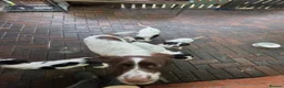 English Springer Spaniel dogs for sale: English spniel pups  in Larbert - Advert 5