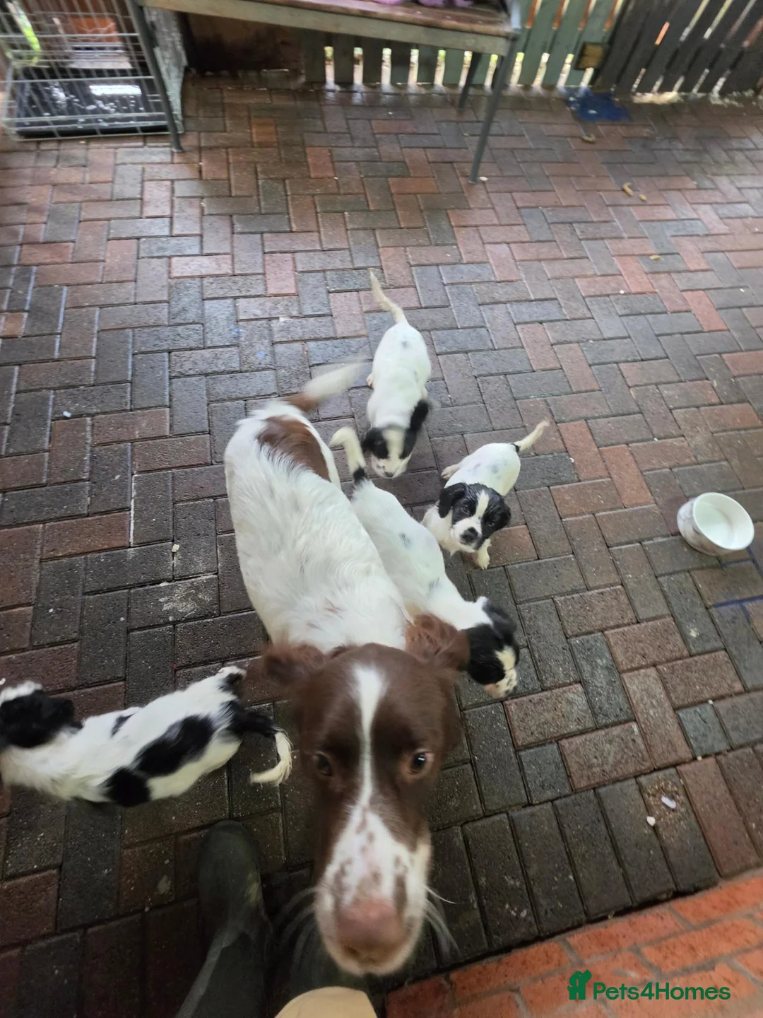 English Springer Spaniel dogs for sale: English spniel pups  in Larbert - Advert 5