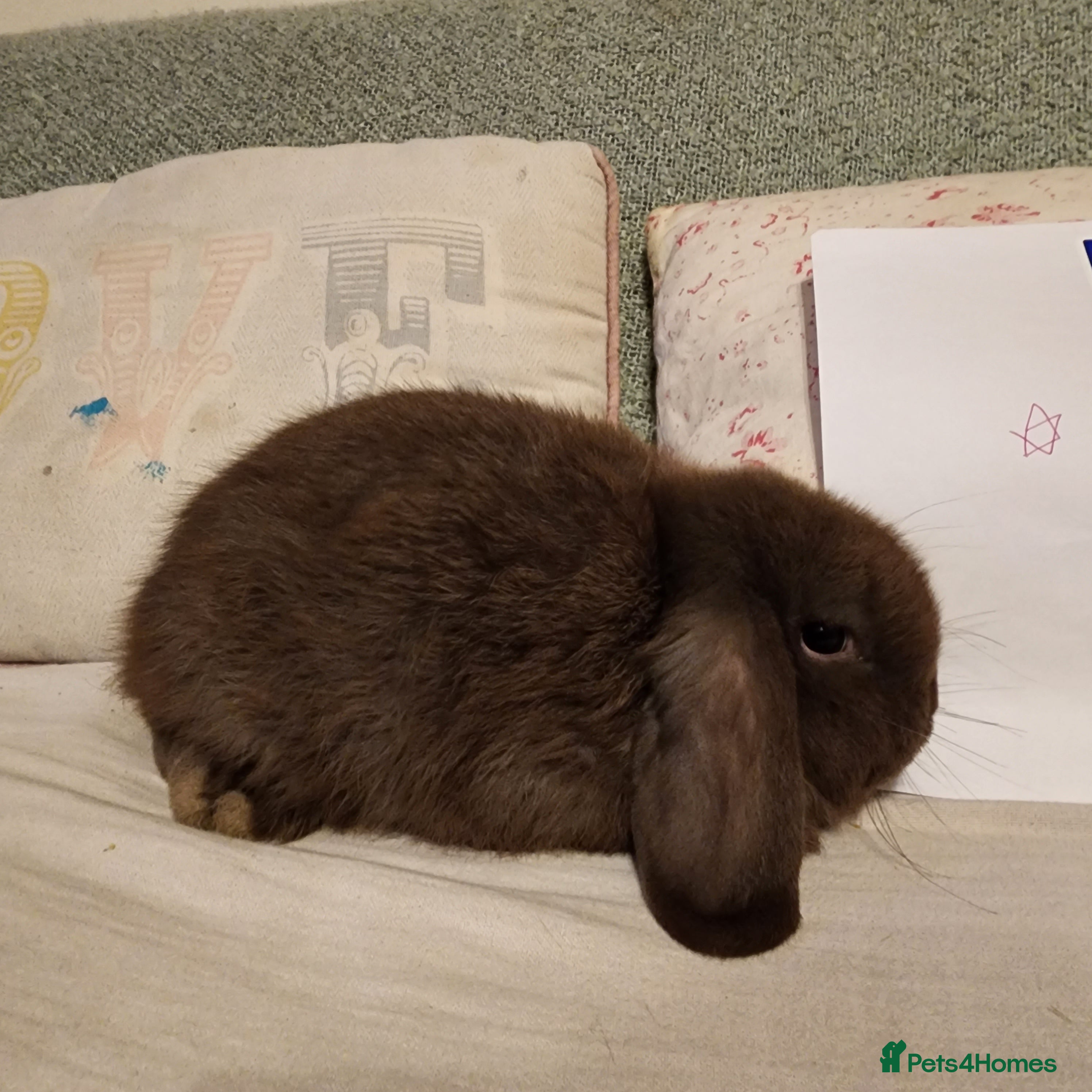 Mini Lop rabbits Stunning Mini Lops from Keeper's Mini Lops  - Advert 14