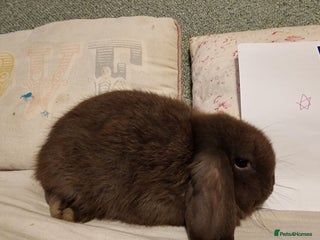 Mini Lop rabbits Stunning Mini Lops from Keeper's Mini Lops - Advert 17