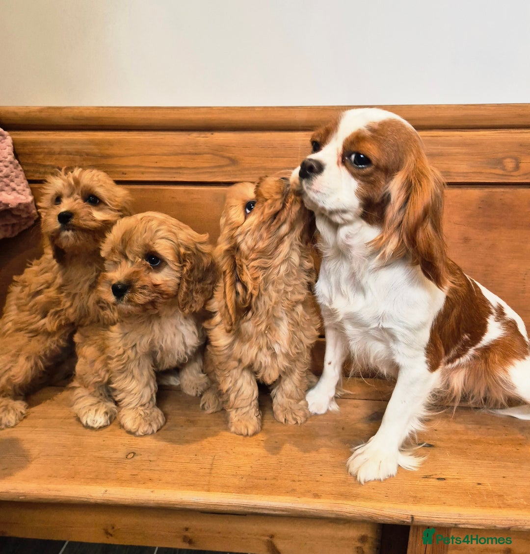 Cavapoo dogs for sale: F1 Red Cavapoo Puppies - Image 10