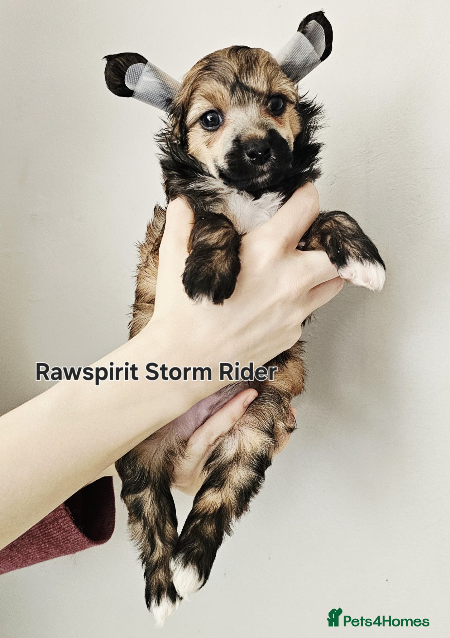 Chinese Crested dogs Hailerss girl, powder puff girl and boy  - Advert 4