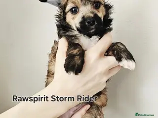 Chinese Crested dogs Hailerss girl, powder puff girl and boy - Advert 4