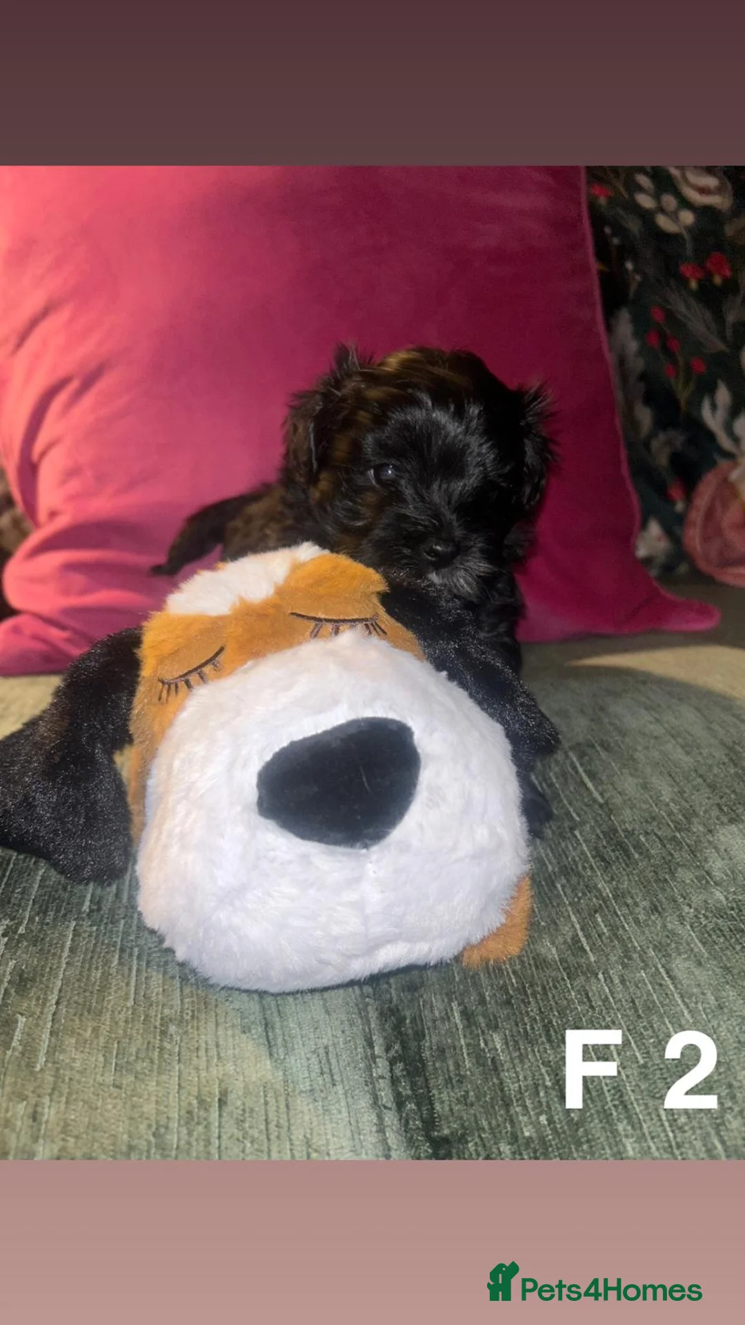 Mixed Breed dogs for sale: Toy malshipoo puppies  - Advert 7