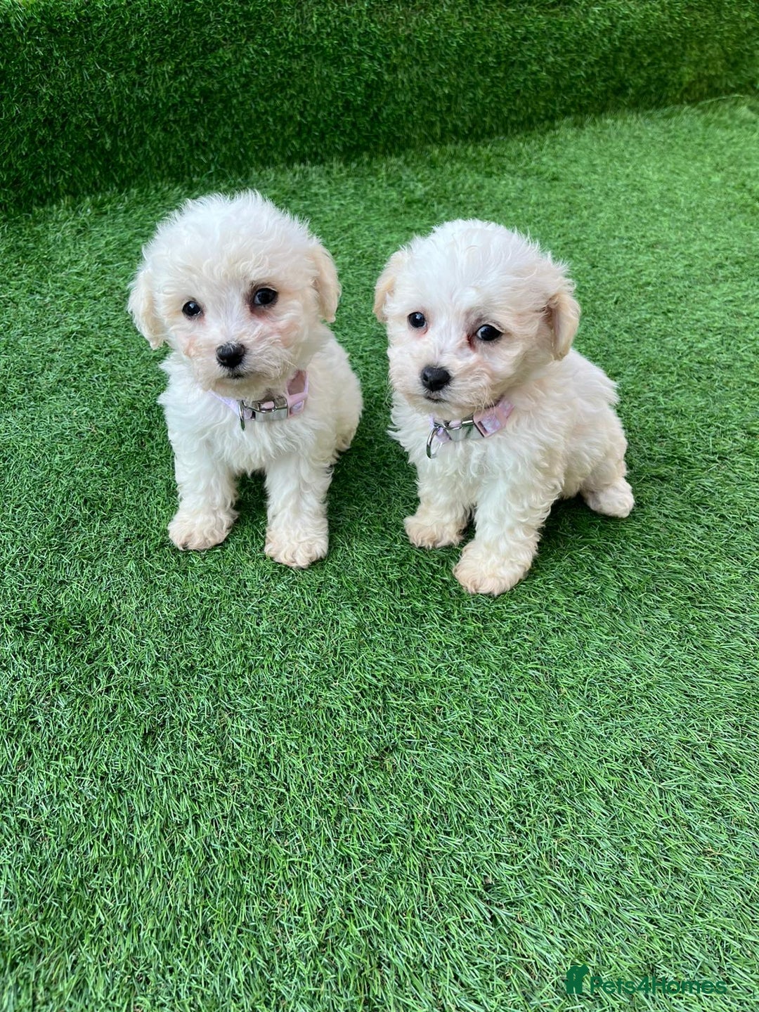 Poodle dogs for sale: Poodles pups for forever home - Image 32