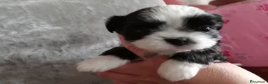 Mixed Breed Puppy 2 