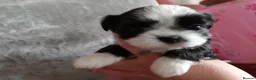 Mixed Breed dogs for sale: Imperial Shihtzu X Chihuahua Puppies  - Advert 24