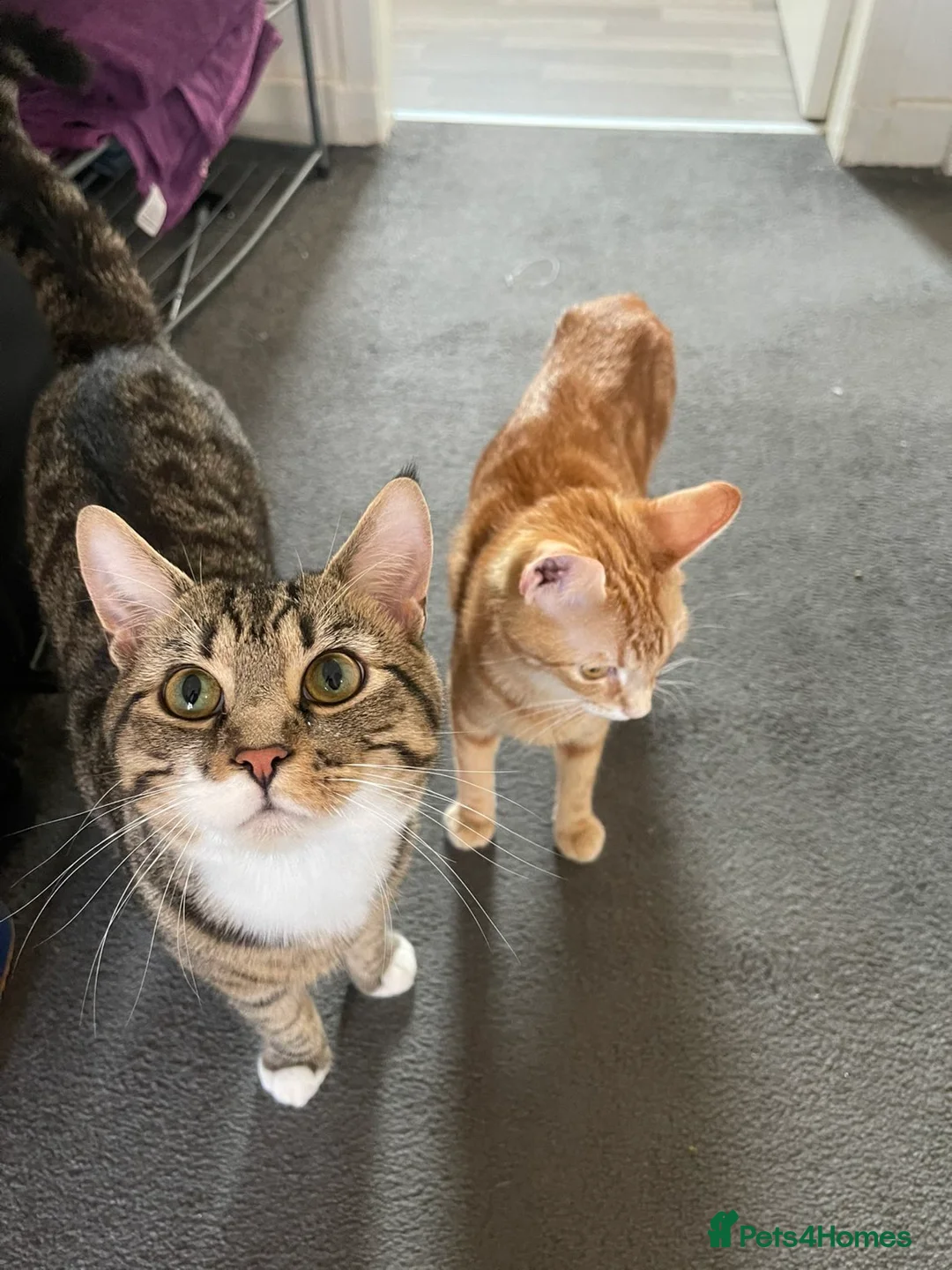 Mixed Breed cats for sale: Gorgeous kittens in Bonnybridge - Advert 2