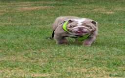 English Bulldog dogs for sale: English Bulldog  - Image 3
