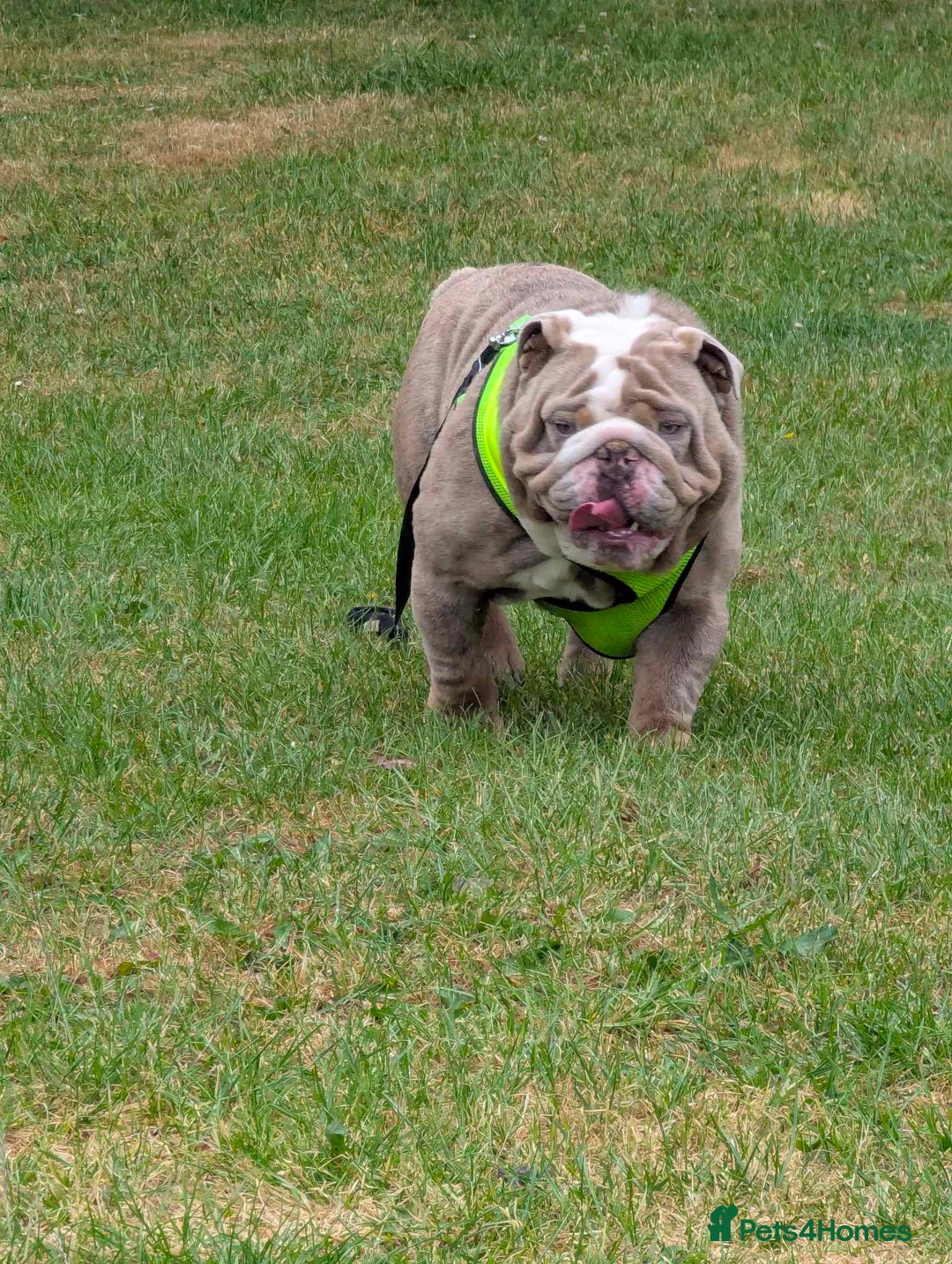 English Bulldog dogs for sale: English Bulldog  - Image 3