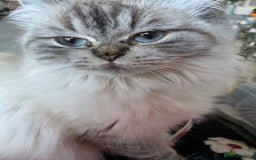 Persian cats for sale: Beautiful colourpoint Persian Girl  - Image 4