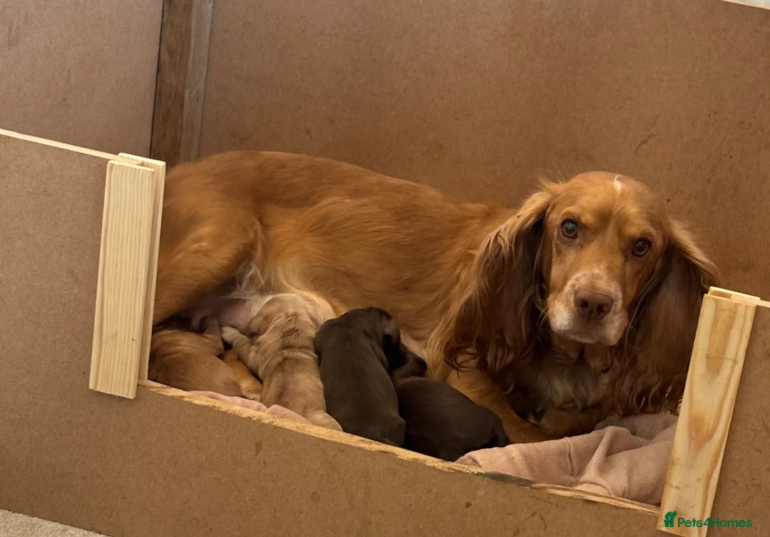 Cocker Spaniel dogs for sale: Cocker Spaniel - Advert 1