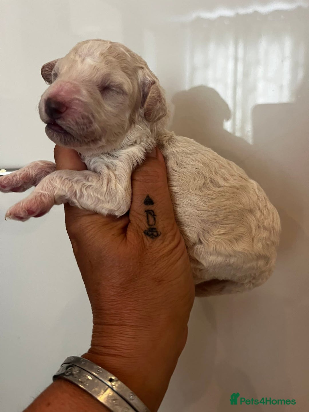 Cockapoo dogs for sale: Beautiful cockapoo babies - Image 1
