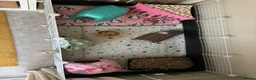 Guinea Pig rodents for sale: 2 male Teddy guinea pigs - Advert 17