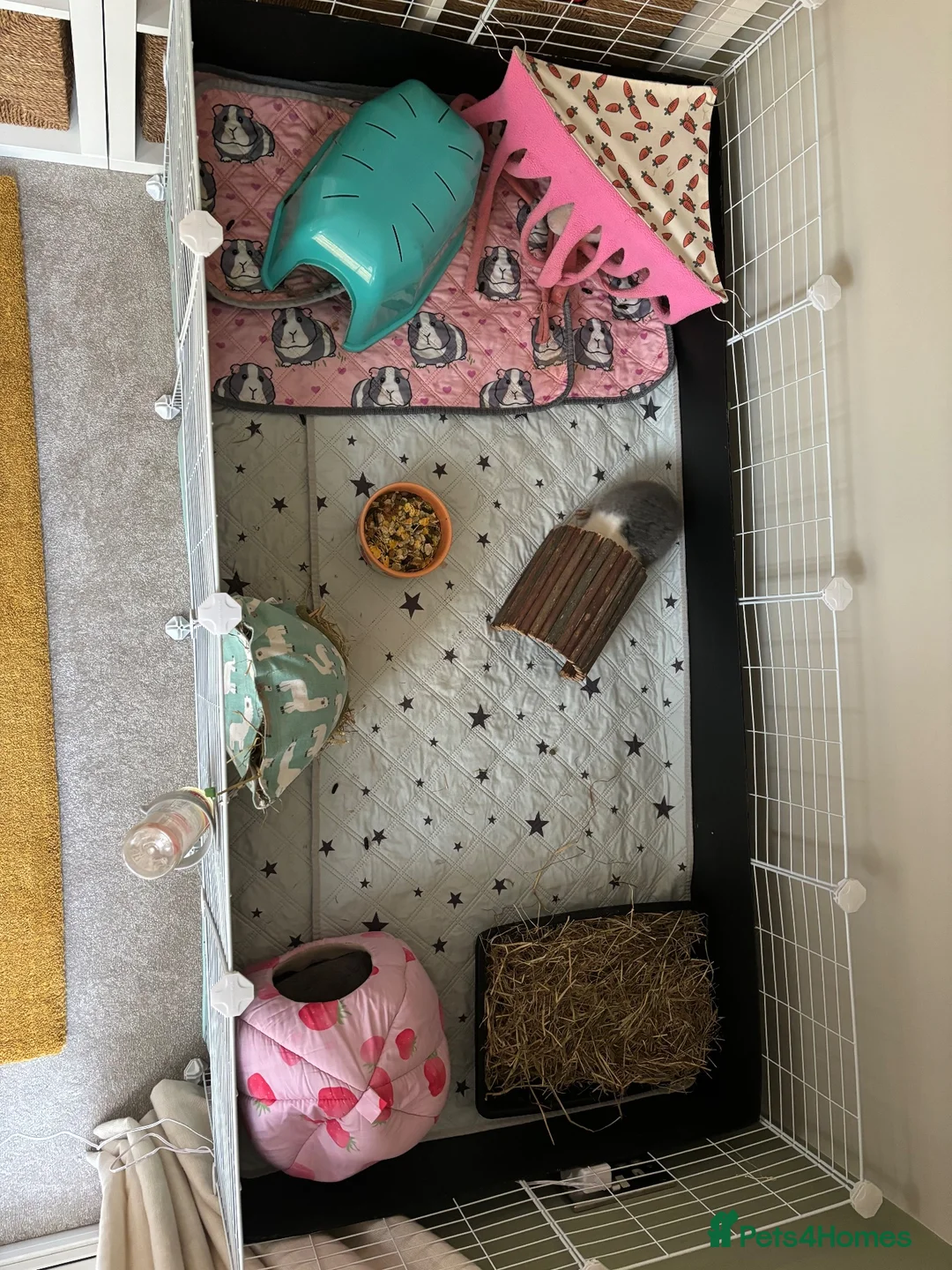 Guinea Pig rodents for sale: 2 male Teddy guinea pigs - Advert 17