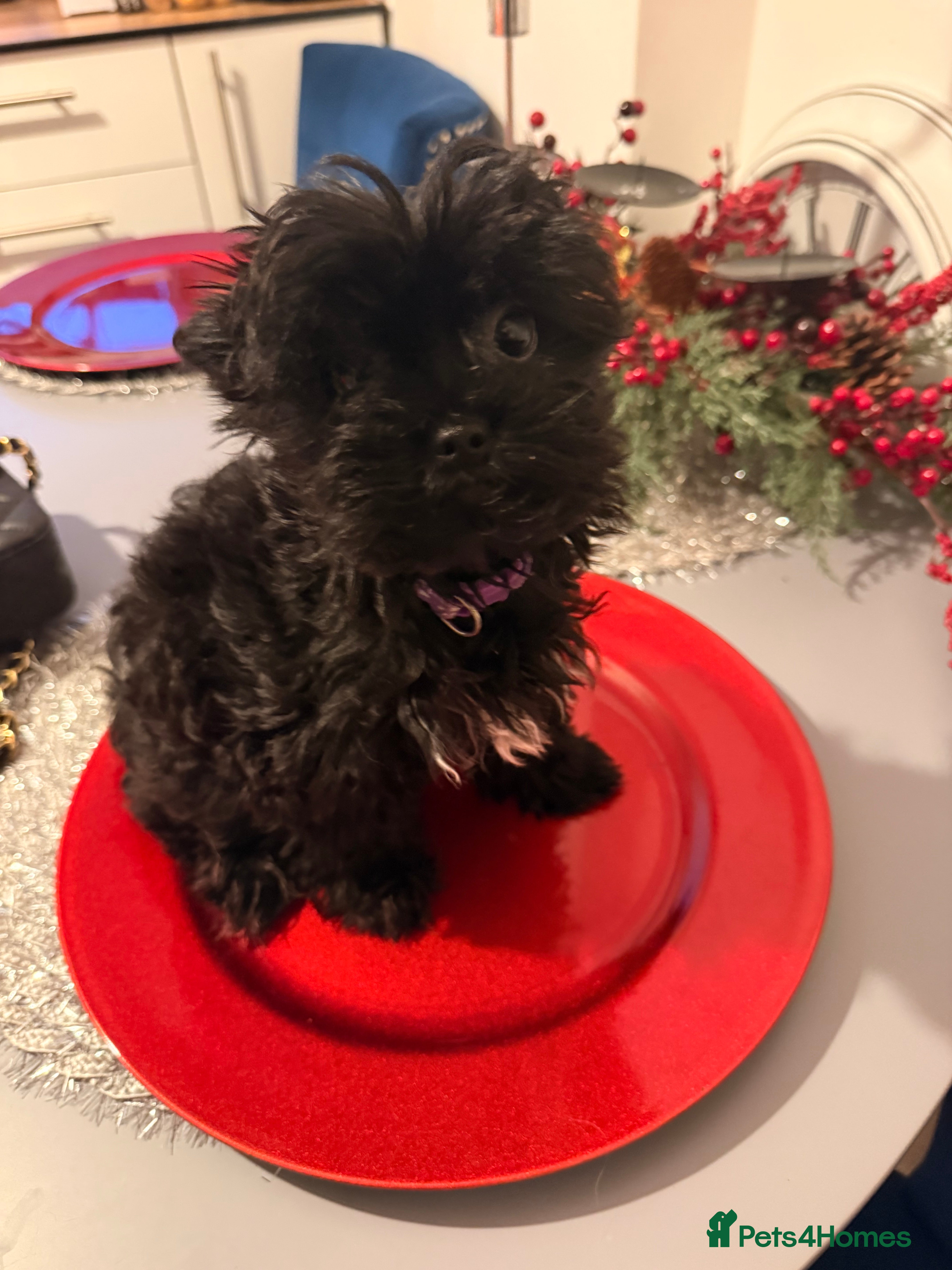 Yorkshire Terrier dogs 🖤Beautiful girl  ready to leave 🖤 - Advert 3