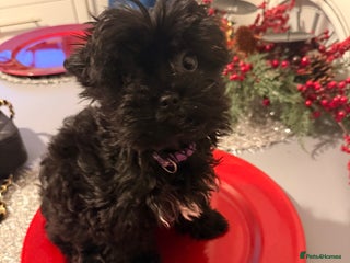 Yorkshire Terrier dogs 🖤Beautiful girl ready to leave 🖤 - Advert 17