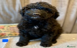 Portuguese Water Dog dogs for sale: Portuguese Water Dog Puppies For Sale - Image 24
