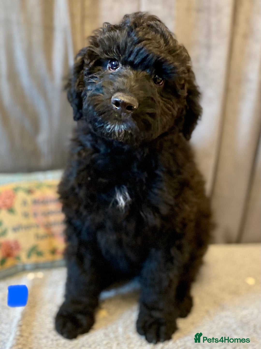 Portuguese Water Dog dogs for sale: Portuguese Water Dog Puppies For Sale - Image 24