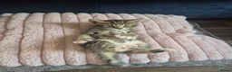 Ragdoll cats for sale: Ragdoll Kittens  - Advert 19