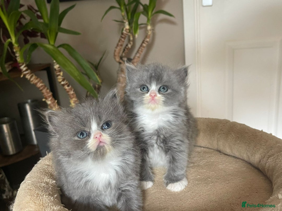 Persian cats for sale: Beautiful fluffy kittens very affectionate  - Image 11