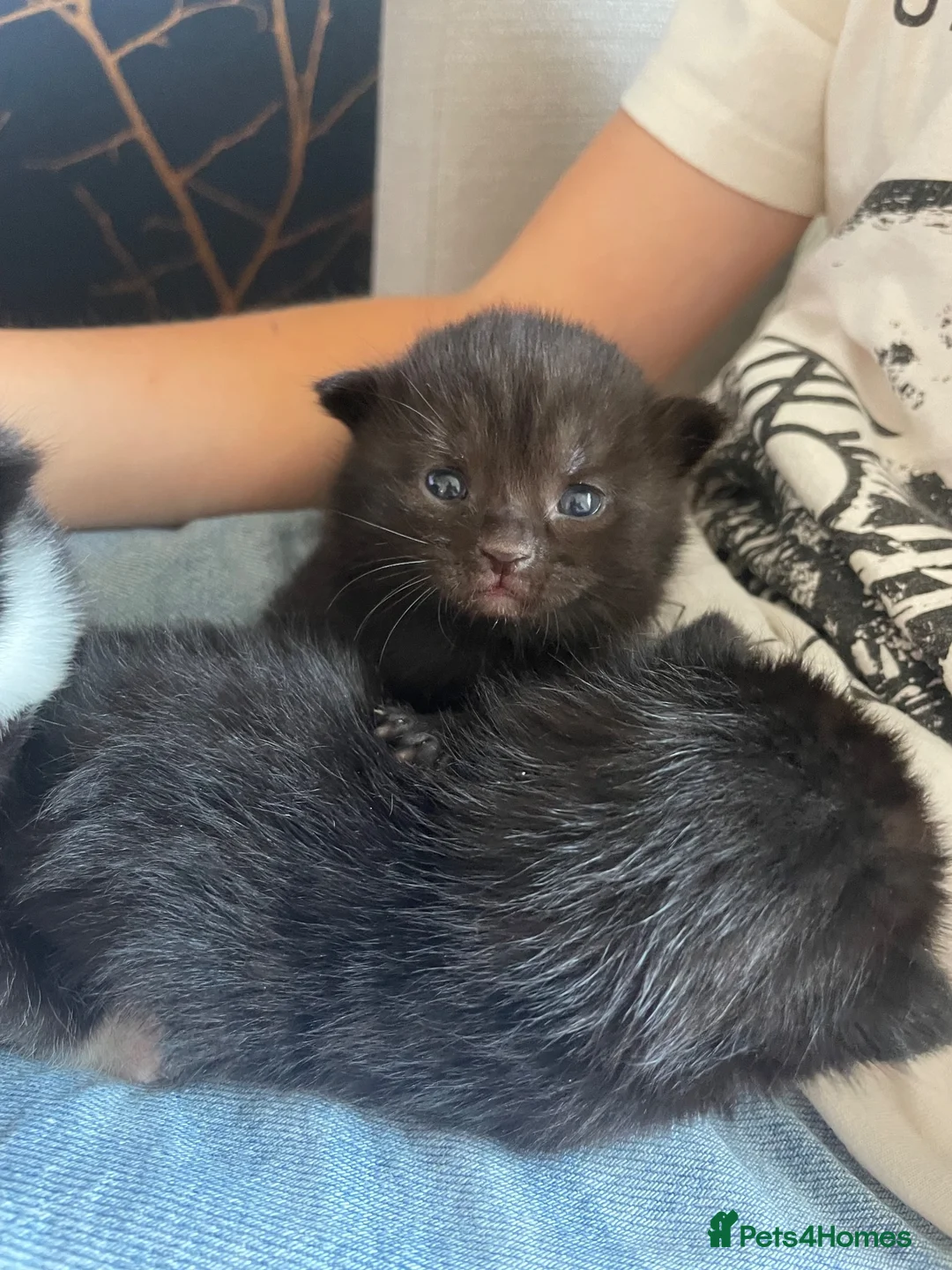 Mixed Breed cats for sale: Mixed Kittens - Advert 2