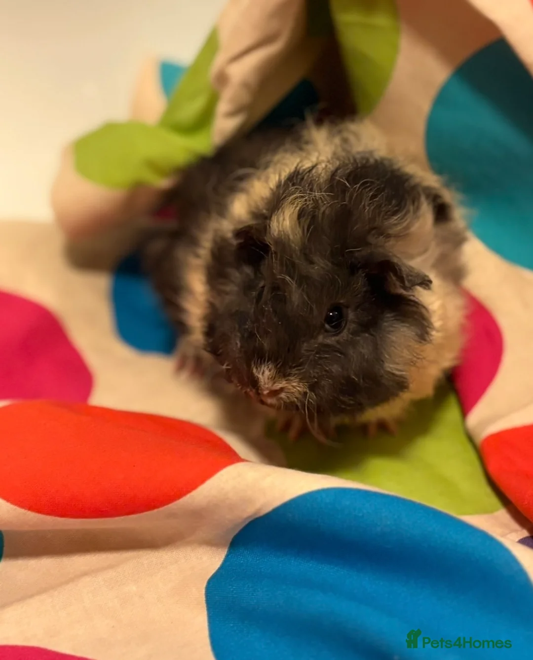 Guinea Pig rodents for sale: Gorgeous Fluffy piggies 3 x Boys - Advert 8