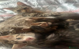 Mixed Breed cats for sale: Half Siberian Kittens ready now - Image 10