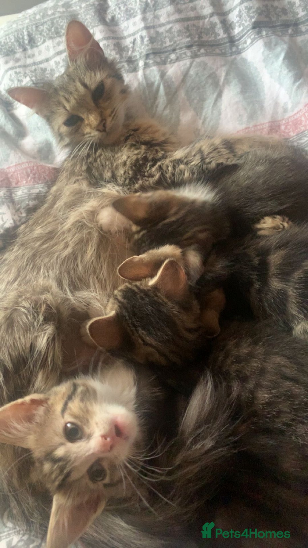 Mixed Breed cats for sale: Half Siberian Kittens ready now - Image 10