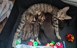 British Shorthair cats for sale: 6 beautiful mixed kittens - Image 7